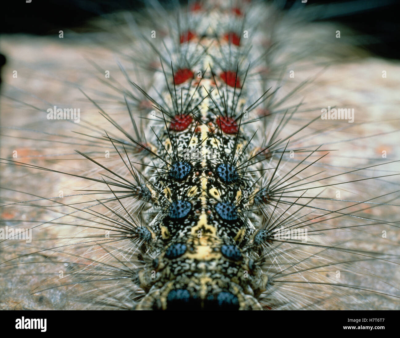 Caterpillar, Shiga, Japan Stock Photo Alamy