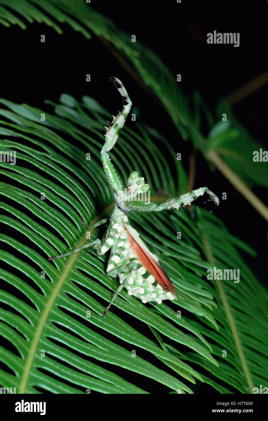 Praying Mantis, Asia Stock Photo - Alamy