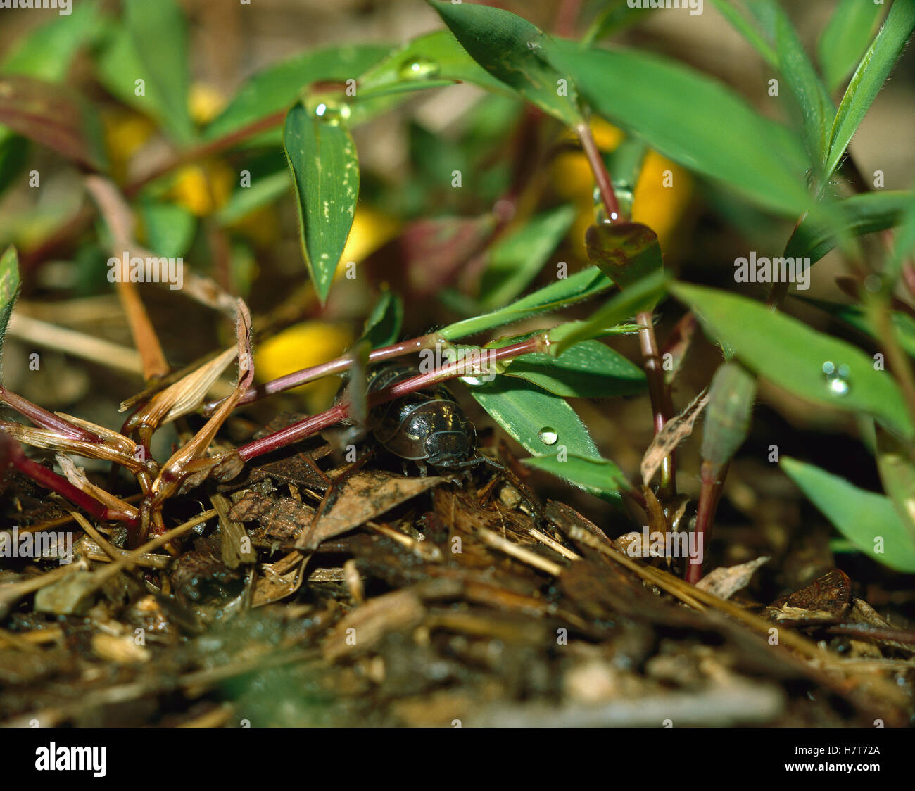 Common Pillbug (Armadillidium vulgare) in typical habitat, worldwide