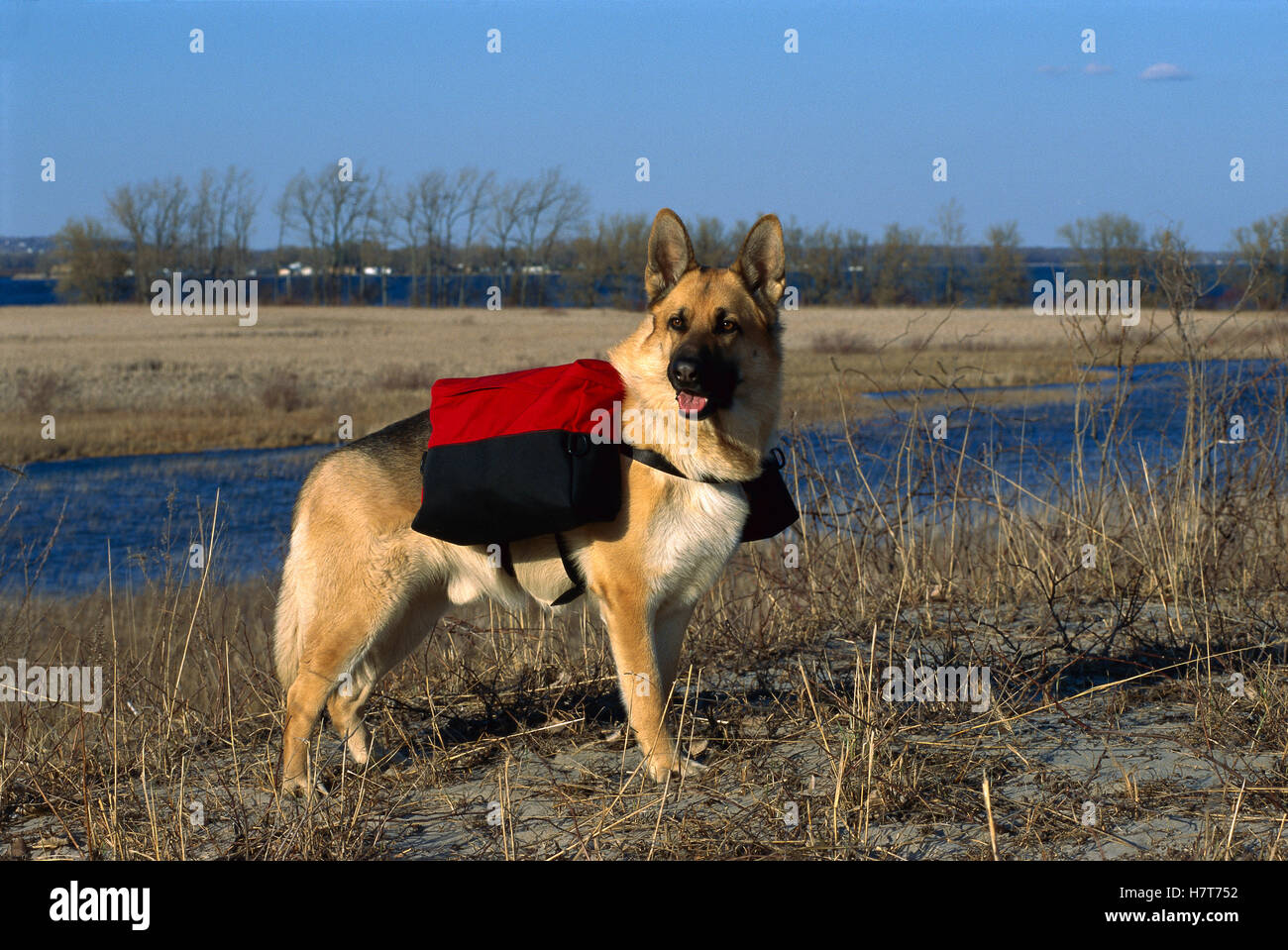 German Shepherd (Canis familiaris) adult on hike carrying a backpack Stock Photo Alamy