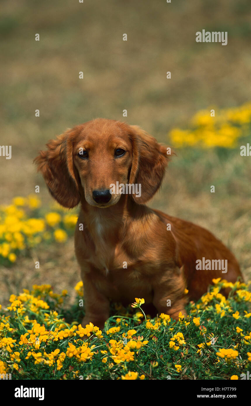 Miniature Long Haired Dachshund (Canis familiaris) portrait of alert
