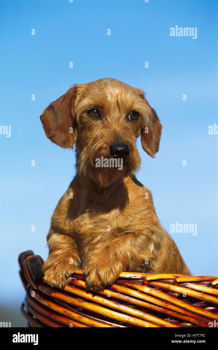 Miniature Wirehaired Dachshunds (Canis familiaris) portrait of adult in a basket Stock Photo