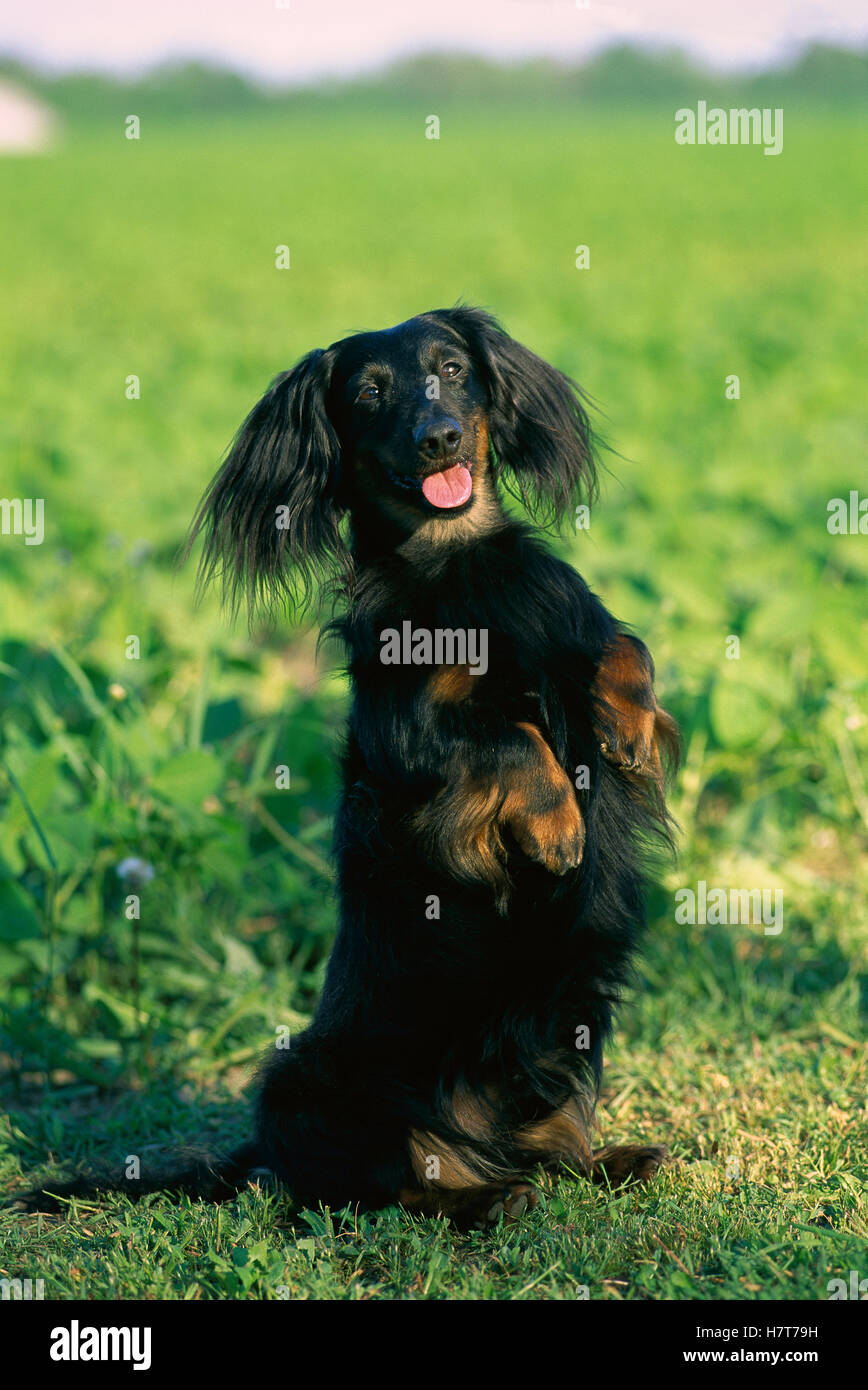 Miniature Longhaired Dachshund (Canis familiaris) adult sitting