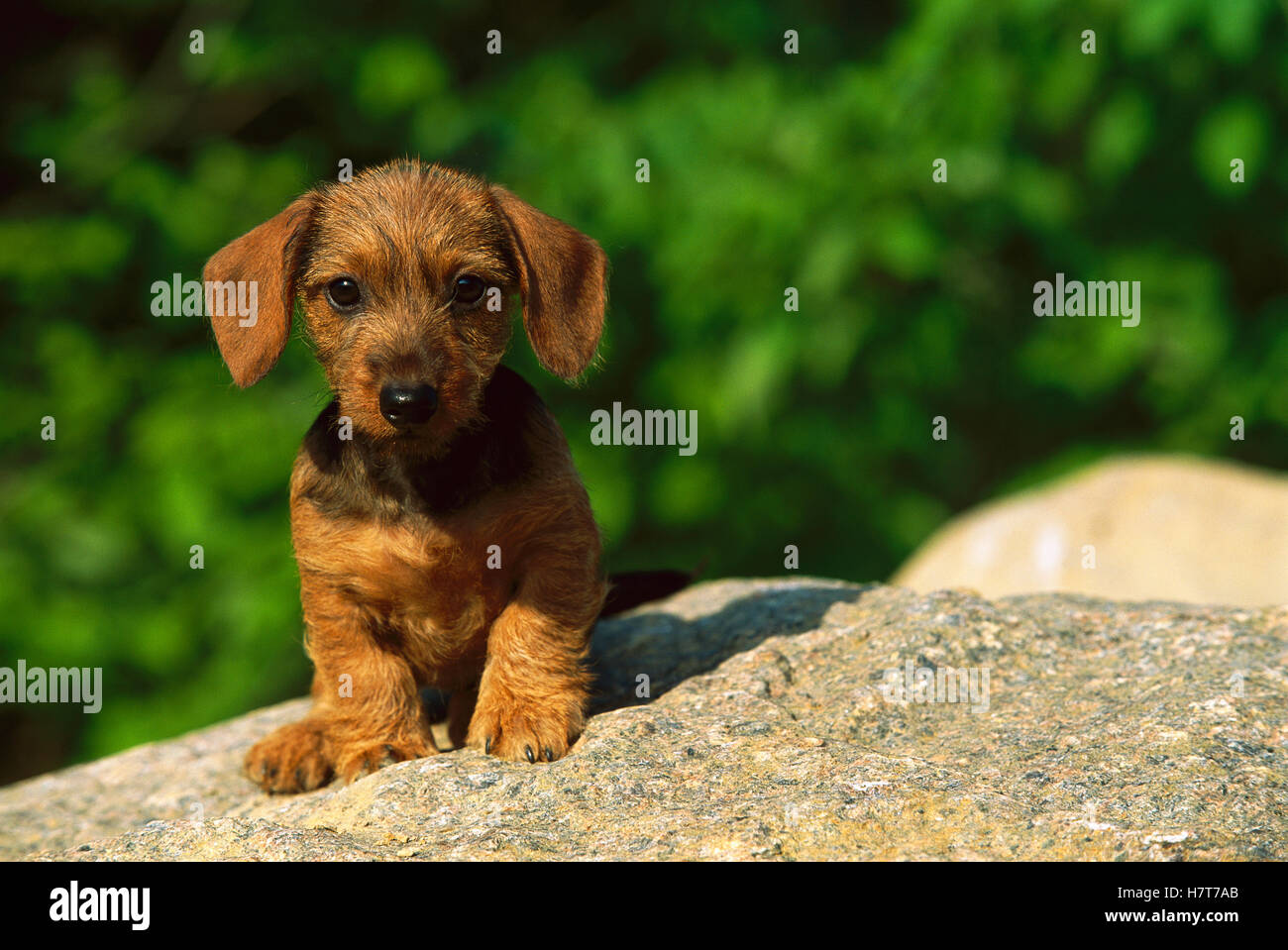 Miniature Wire-haired Dachshund (Canis familiaris) puppy portrait Stock Photo
