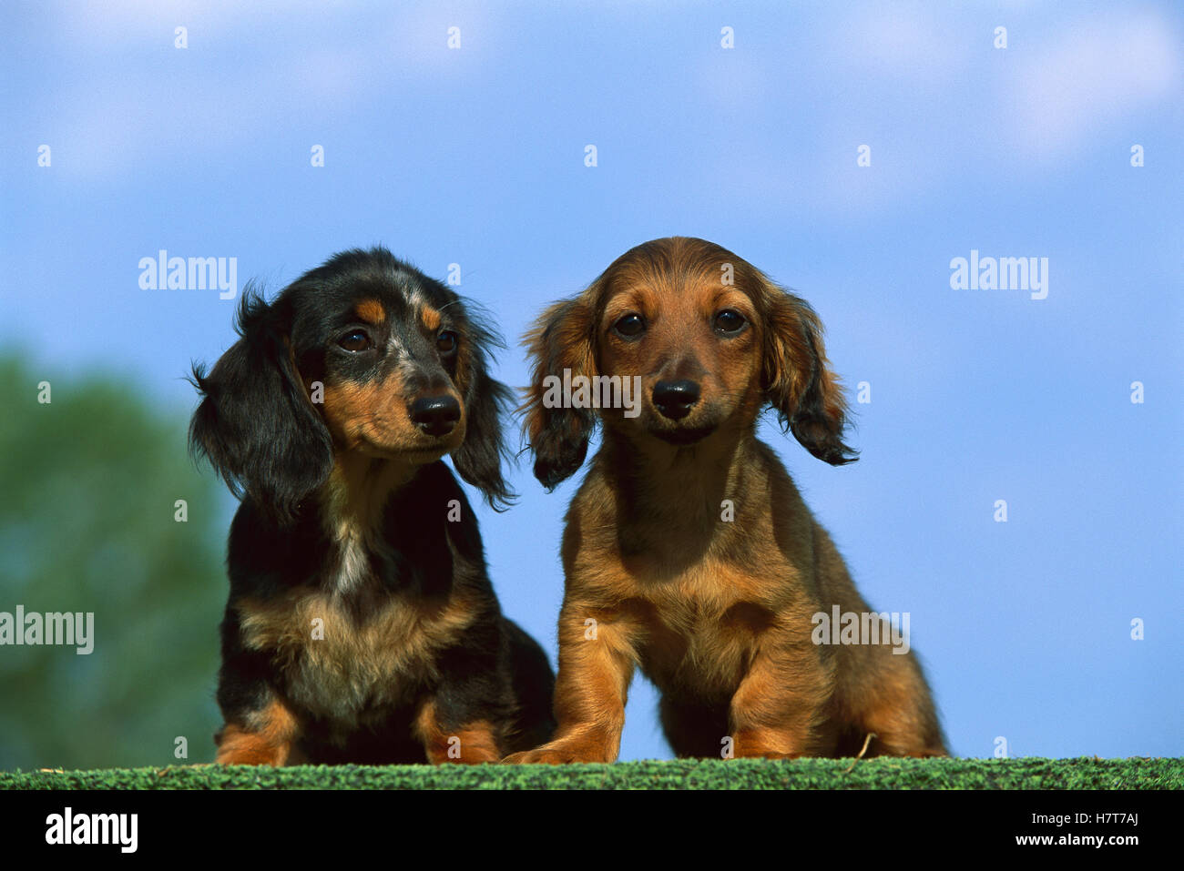 Miniature Longhaired Dachshund (Canis familiaris) two puppies Stock
