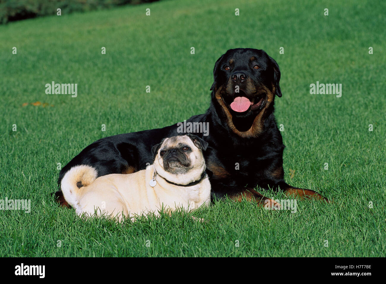 Rottweiler (Canis familiaris) adult resting in grass with pug friend ...