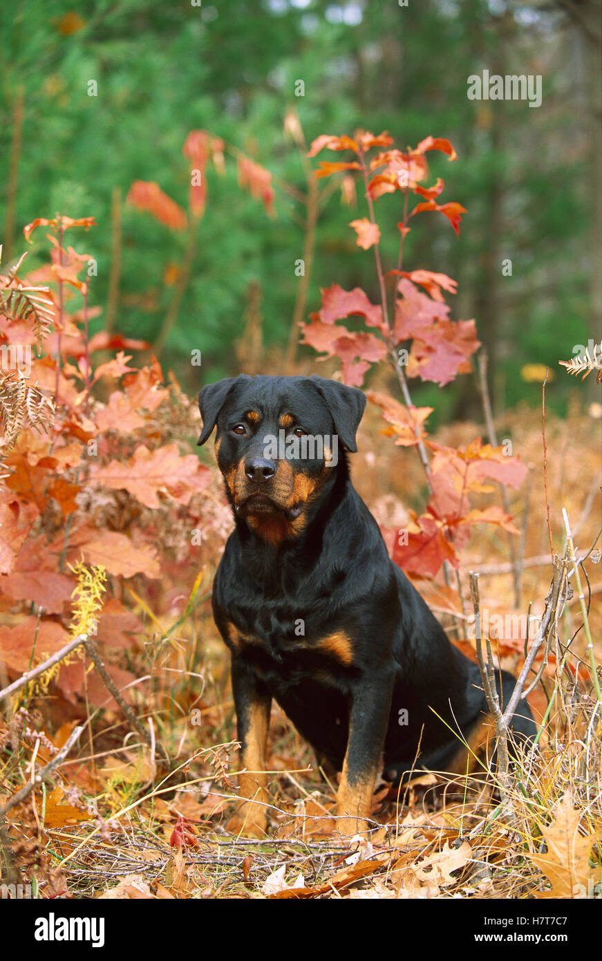 Rottweiler (Canis familiaris) adult portrait sitting in fall woods ...