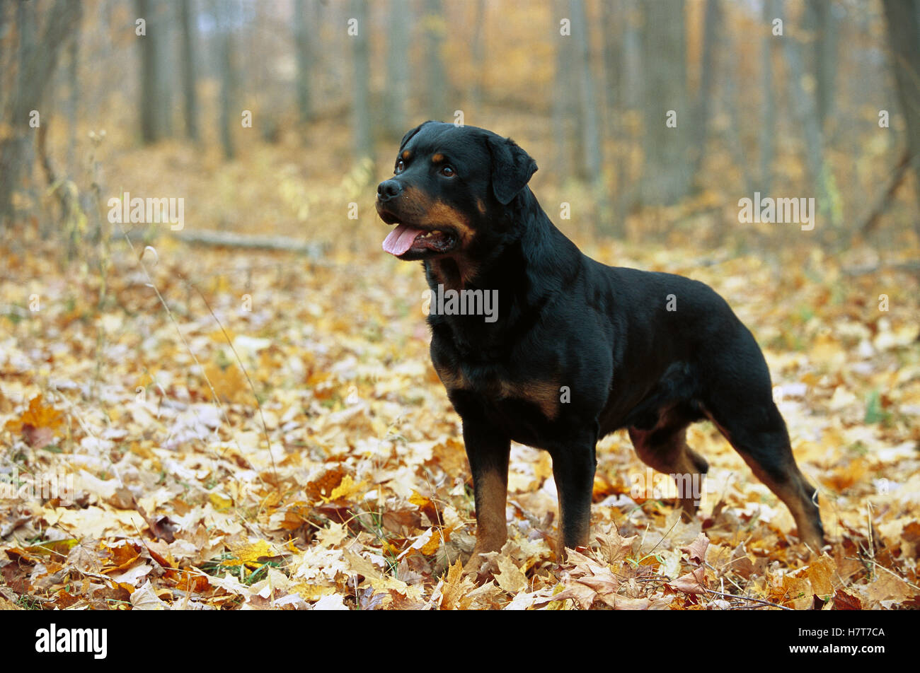 Rottweiler (Canis familiaris) adult male standing among fallen leaves ...
