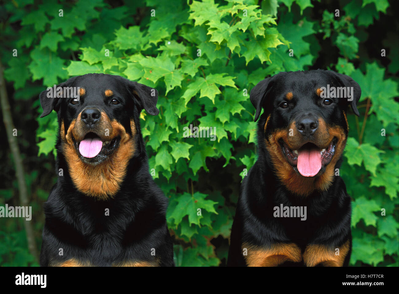 Rottweiler (Canis familiaris) pair sitting together Stock Photo - Alamy