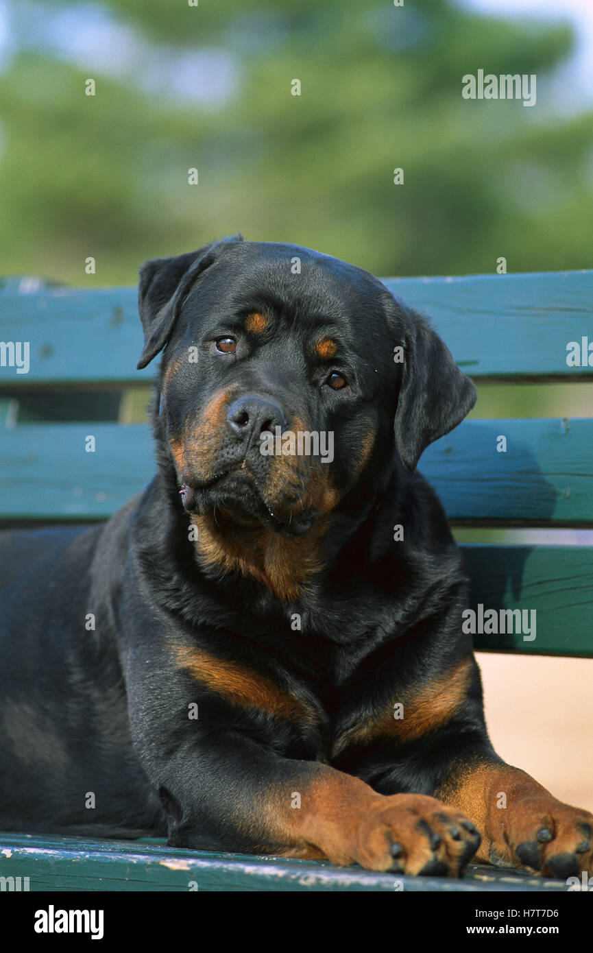 Rottweiler (Canis familiaris) adult portrait on park bench Stock Photo ...
