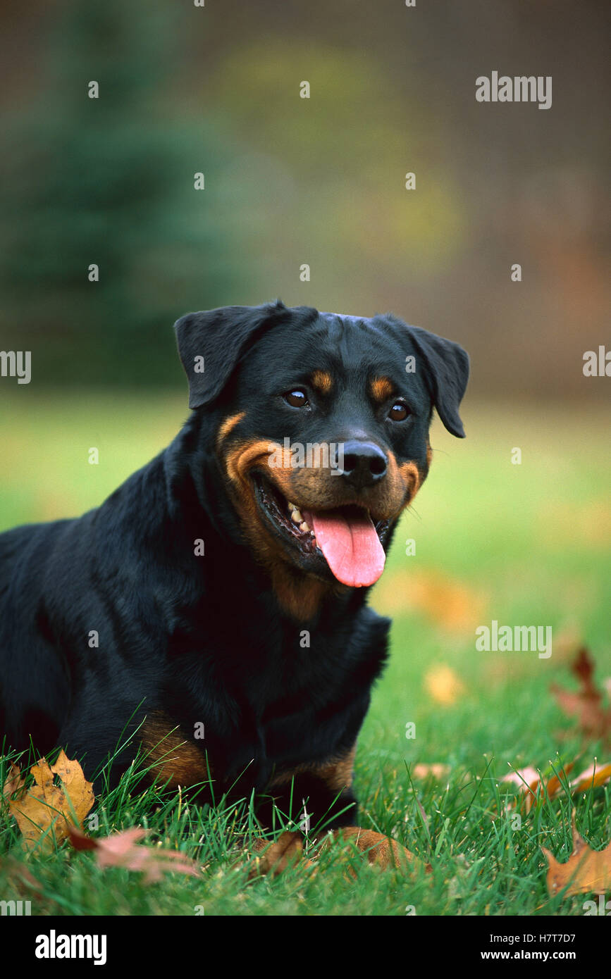 Rottweiler (Canis familiaris) adult portrait Stock Photo - Alamy