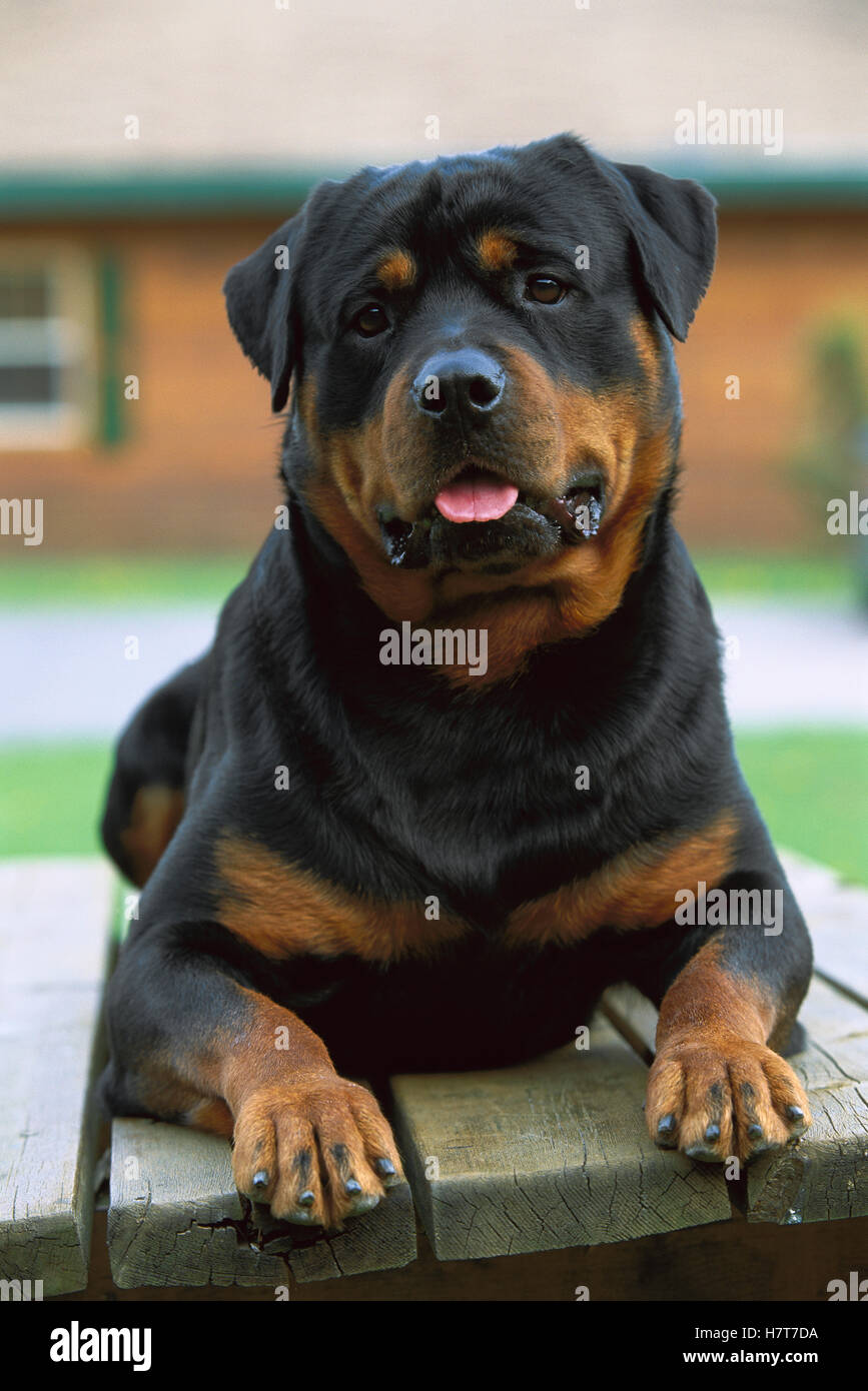 Rottweiler (Canis familiaris) adult portrait resting on picnic table ...