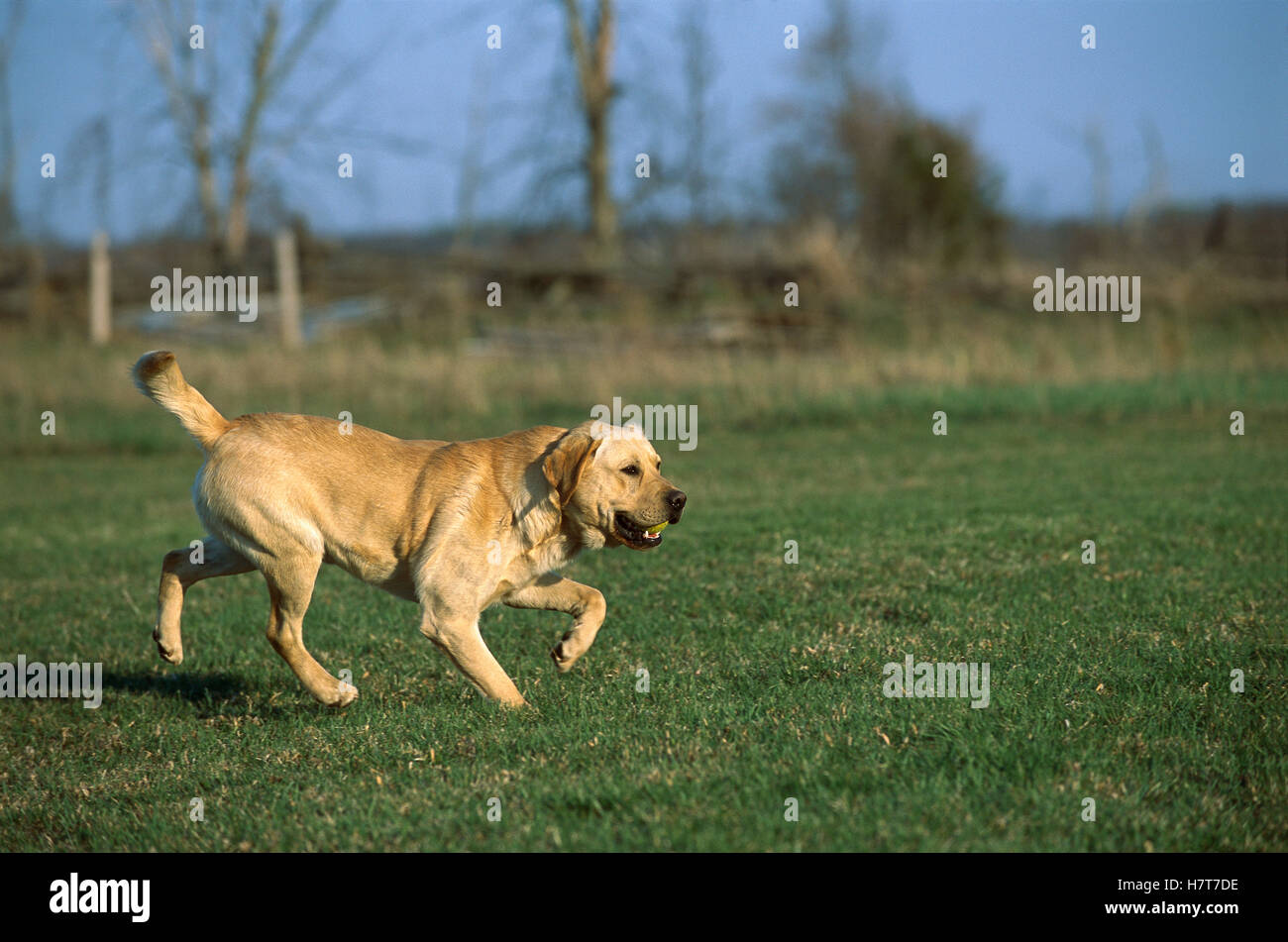 Yellow Labrador Retriever (Canis familiaris) playing fetch with a ...