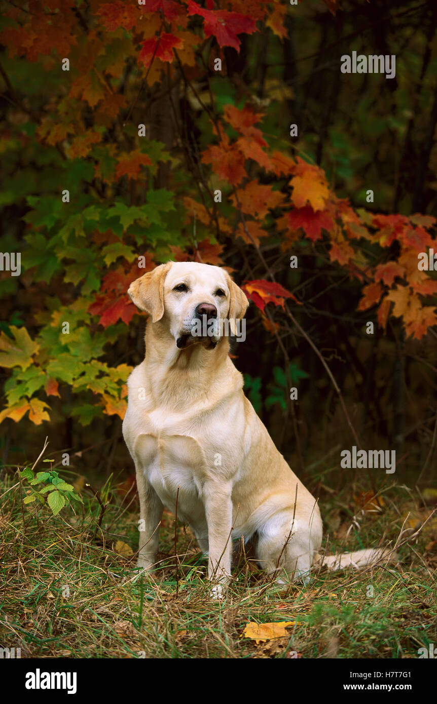 Yellow Lab Fall Yellow Labrador Retriever (Canis familiaris) adult sitting among fall ...
