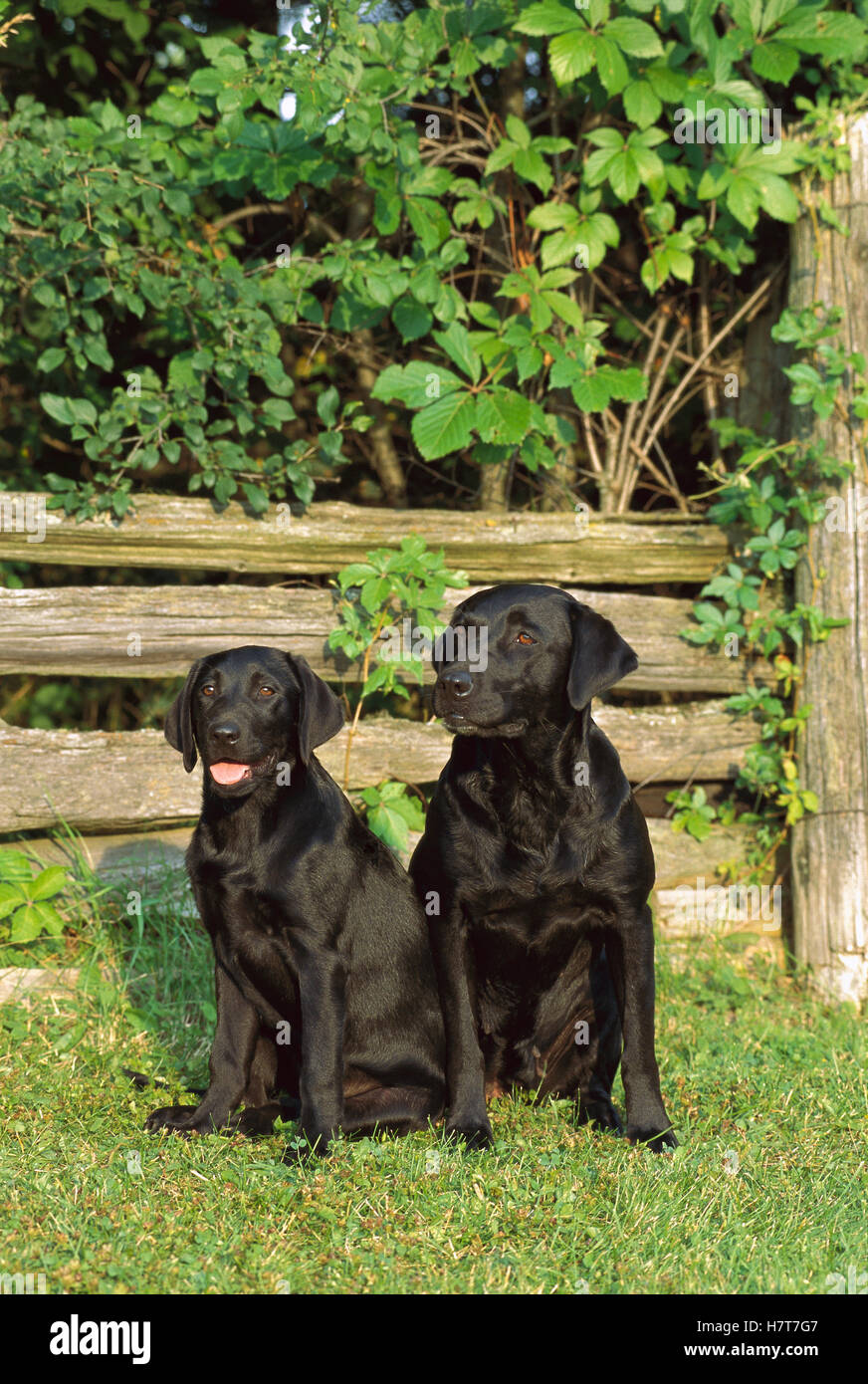 Labrador Mutter Black Labrador Retriever (Canis familiaris) mother and puppy sitting ...