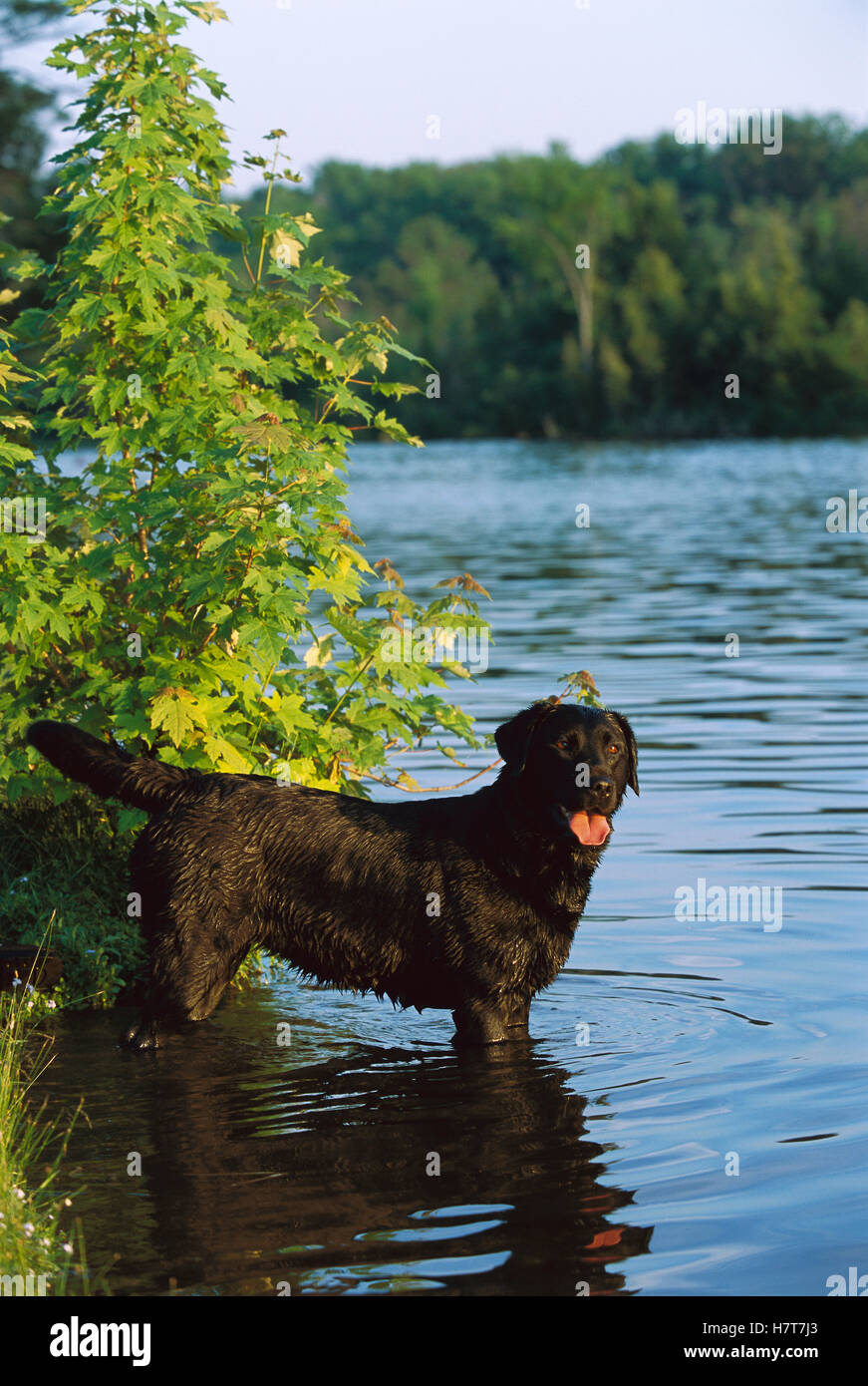 Lab Wadding Black Labrador Retriever (Canis familiaris) adult dog wading in lake ...