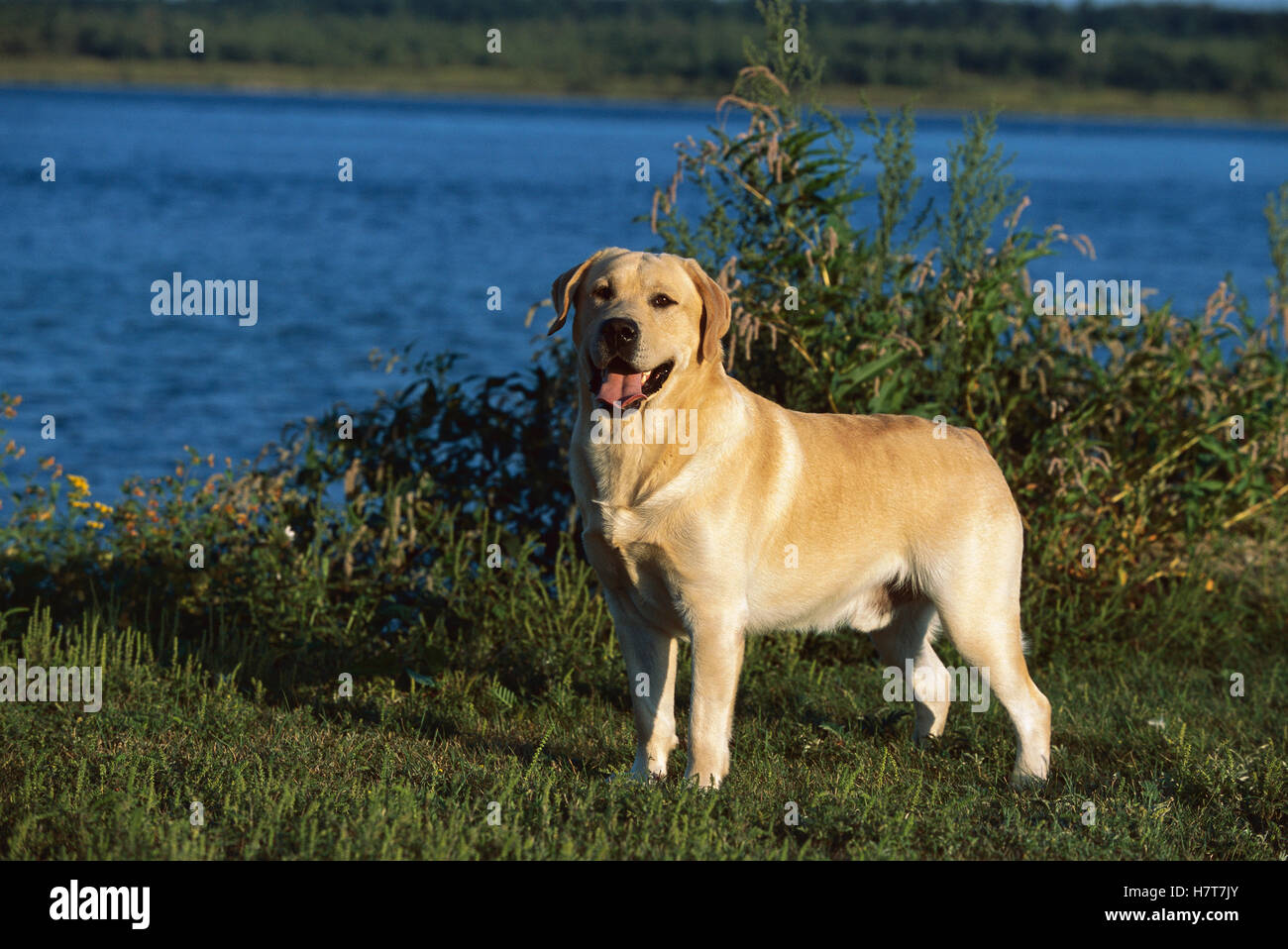 Yellow Labrador Retriever (Canis familiaris) portrait of adult female