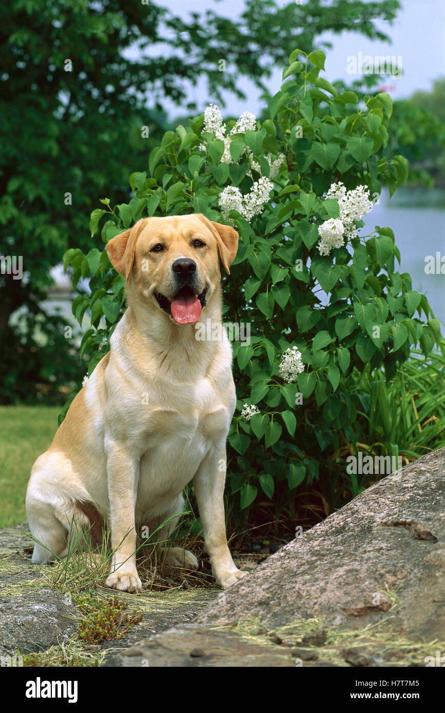Yellow Labrador Retriever (Canis familiaris) adult sitting near