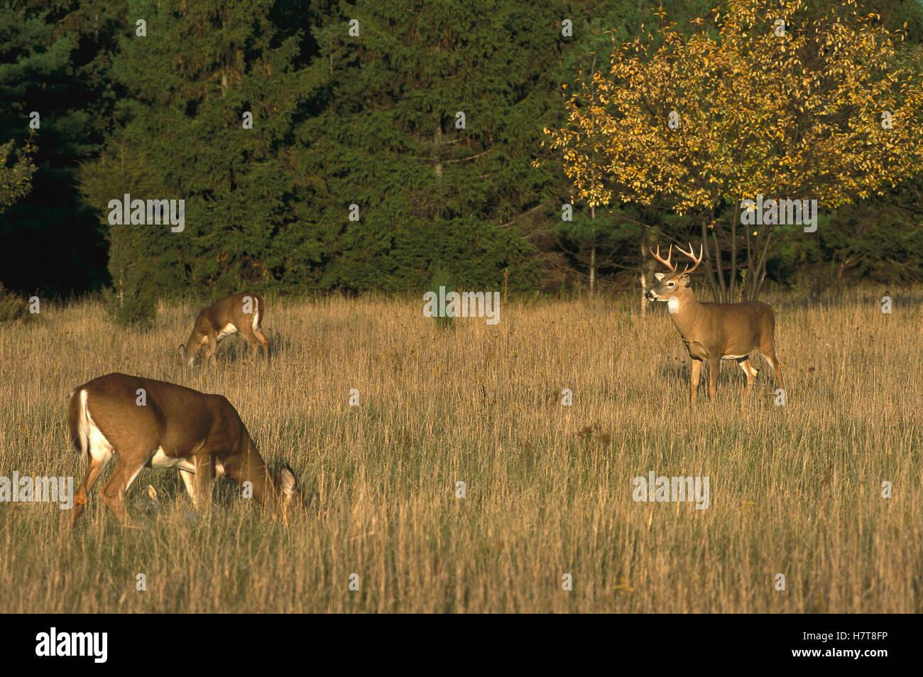 Whitetailed Deer (Odocoileus virginianus) buck watching over does in meadow Stock Photo Alamy