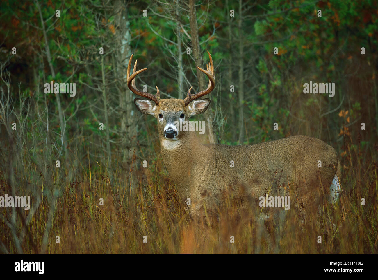White-tailed Deer (Odocoileus virginianus) alert ten point buck Stock ...