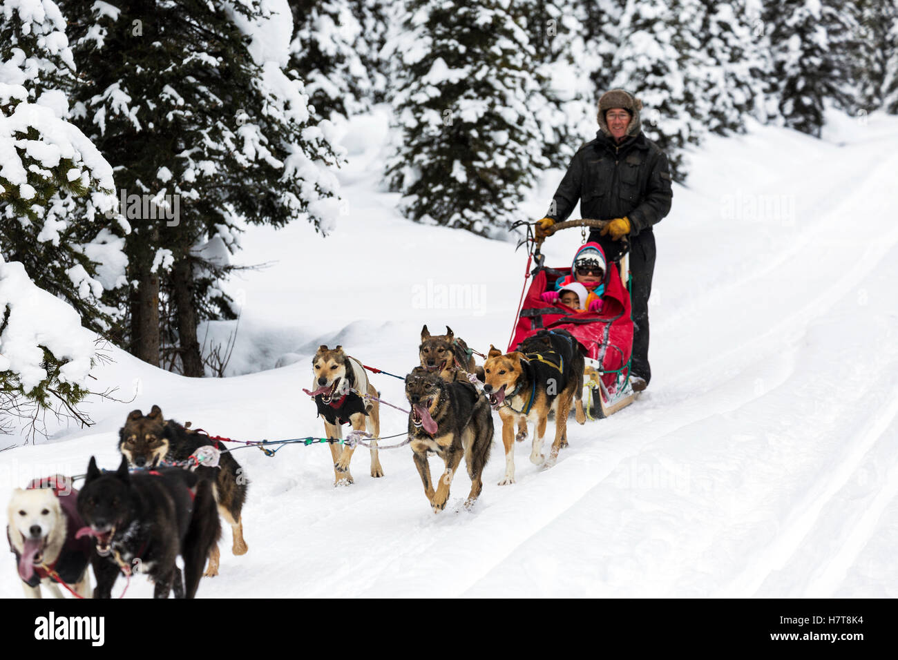 Sled dogs on snowy trail; Lake Louise, Alberta, Canada Stock Photo Alamy