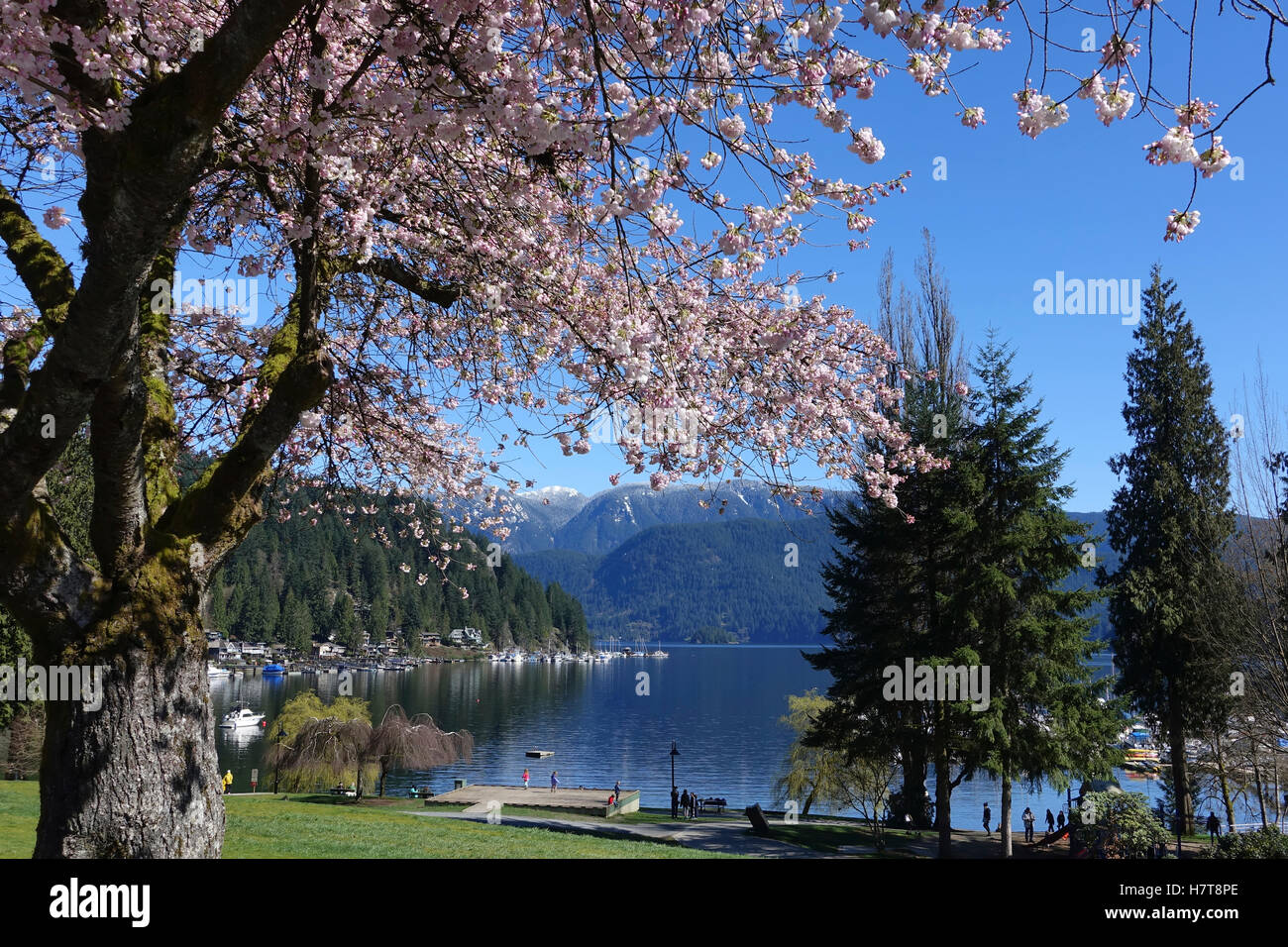 Cherry blossoms in Wickenden Park looking towards Deep Cove; North Vancouver, British Columbia, Canada Stock Photo