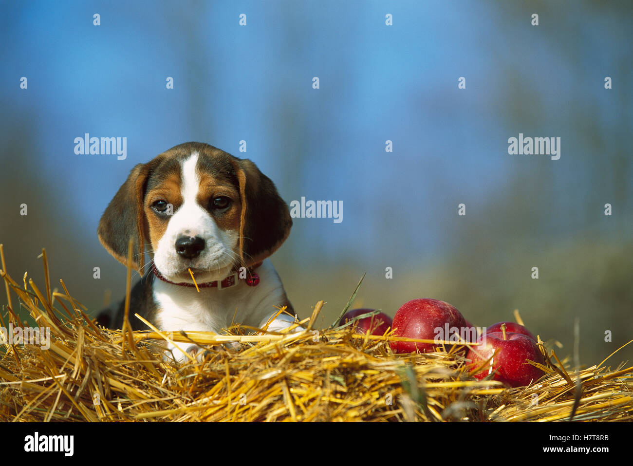 Beagle (Canis familiaris) portrait of puppy in straw with apples Stock ...