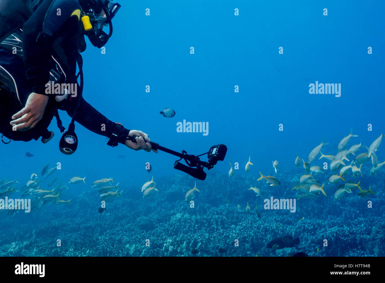 A Male Scuba Diver Wearing A Wetsuit From Big Island Divers Is Using A Selfie Stick With His Underwater Camera To Get Closer To A School Of A Yello... Stock Photo