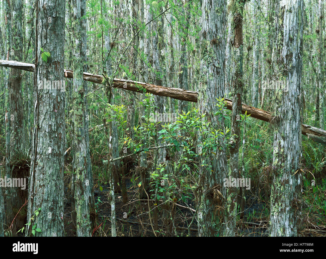 Bald Cypress (Taxodium distichum) grove in Corkscrew Swamp Sanctuary, Florida Stock Photo Alamy