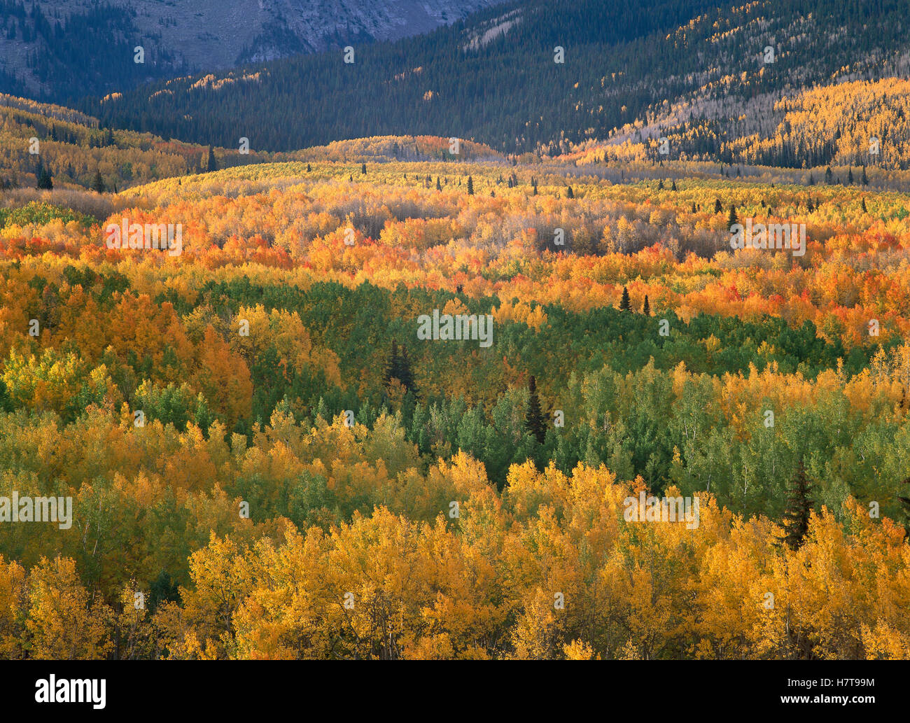 Quaking Aspen (Populus tremuloides) trees in fall colors, Gunnison ...