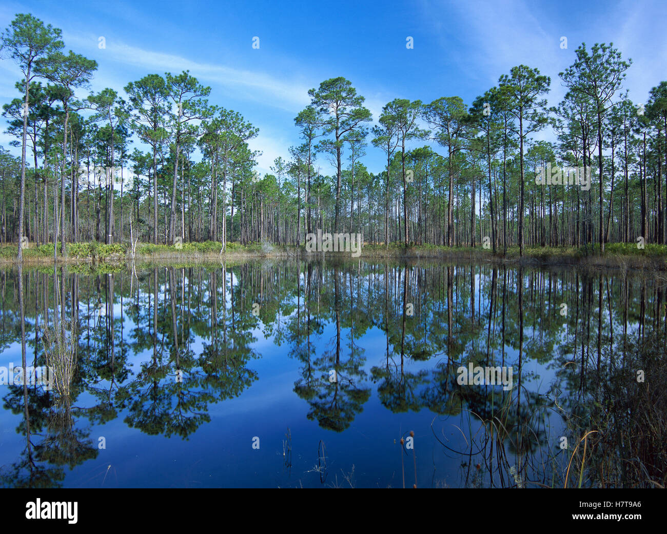 Pine forest mirrored in reflection pond, Ochlocknee River State Park