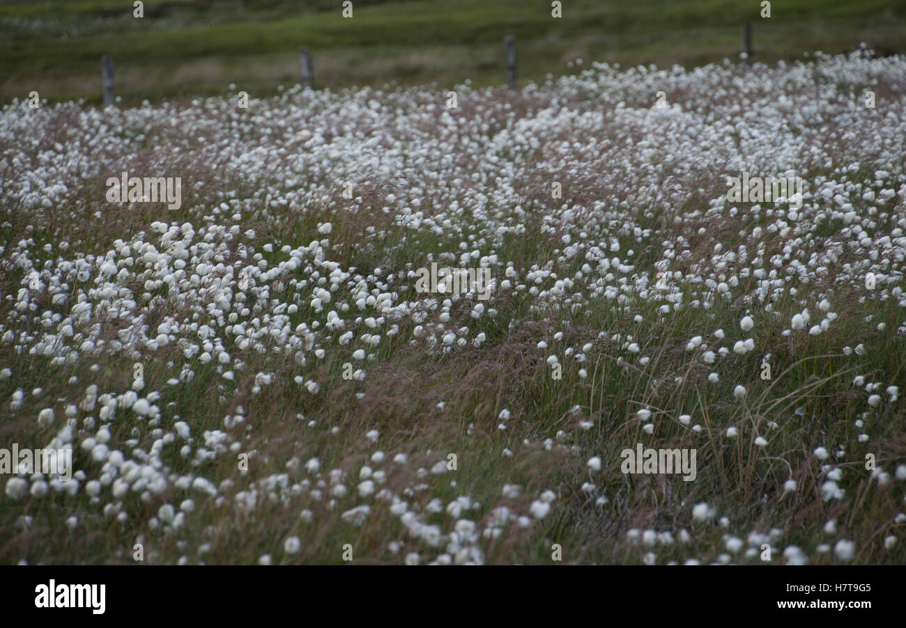 Scotland cotton grass moorland on the Hillfoots of the Lammermuir