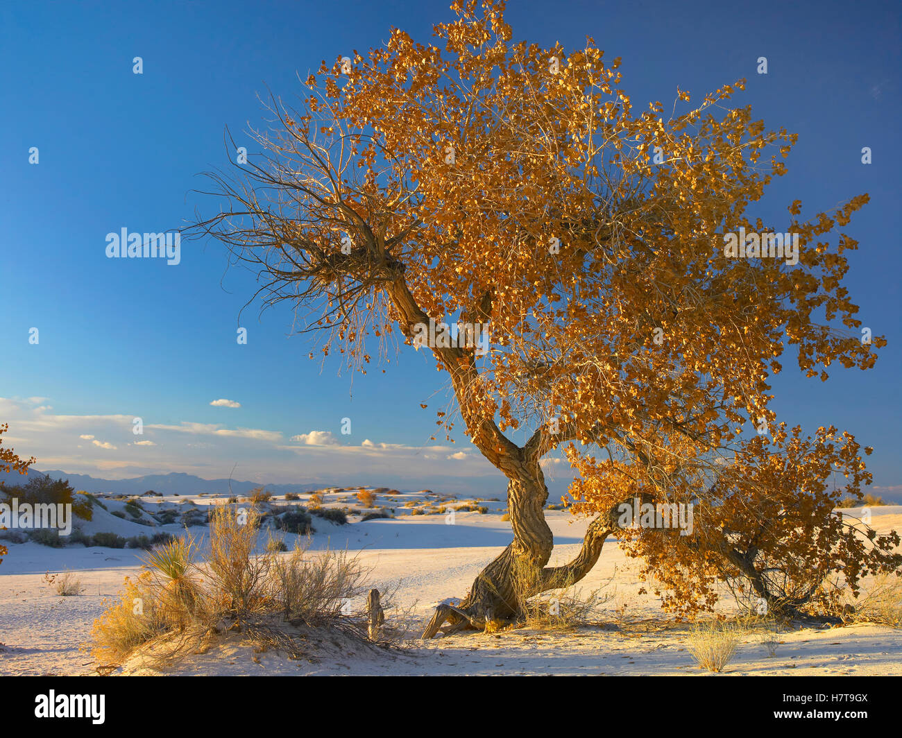 Fremont Cottonwood (Populus fremontii) tree single tree in desert