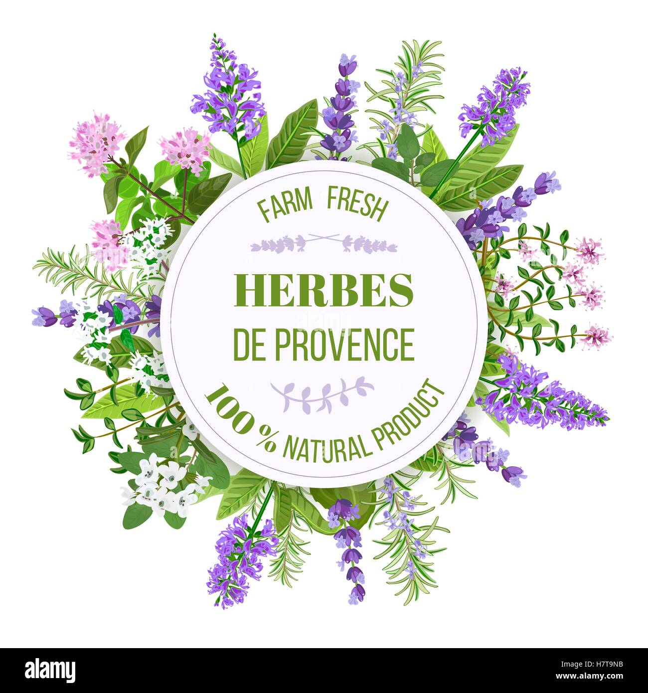 Herbes de Provence. Thyme, Savory, Rosemary Stock Vector