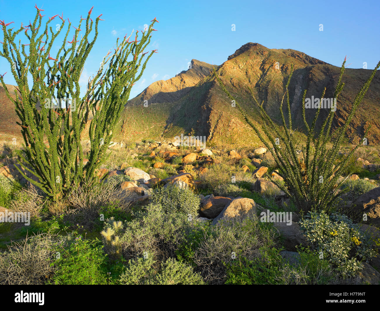 Ocotillo (Fouquieria splendens), Borrego Palm Canyon, AnzaBorrego
