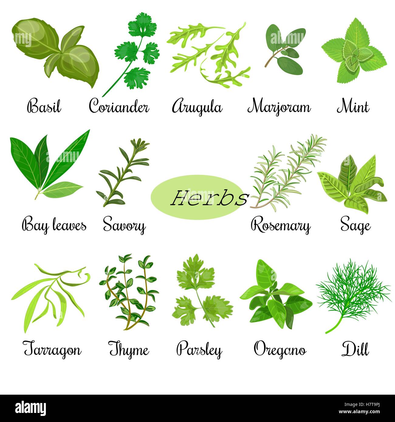 https://c8.alamy.com/comp/H7T9PJ/big-set-of-fresh-culinary-herbs-H7T9PJ.jpg