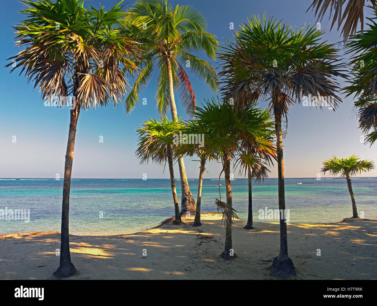 Palm trees on beach at Palmetto Bay, Roatan Island, Honduras Stock