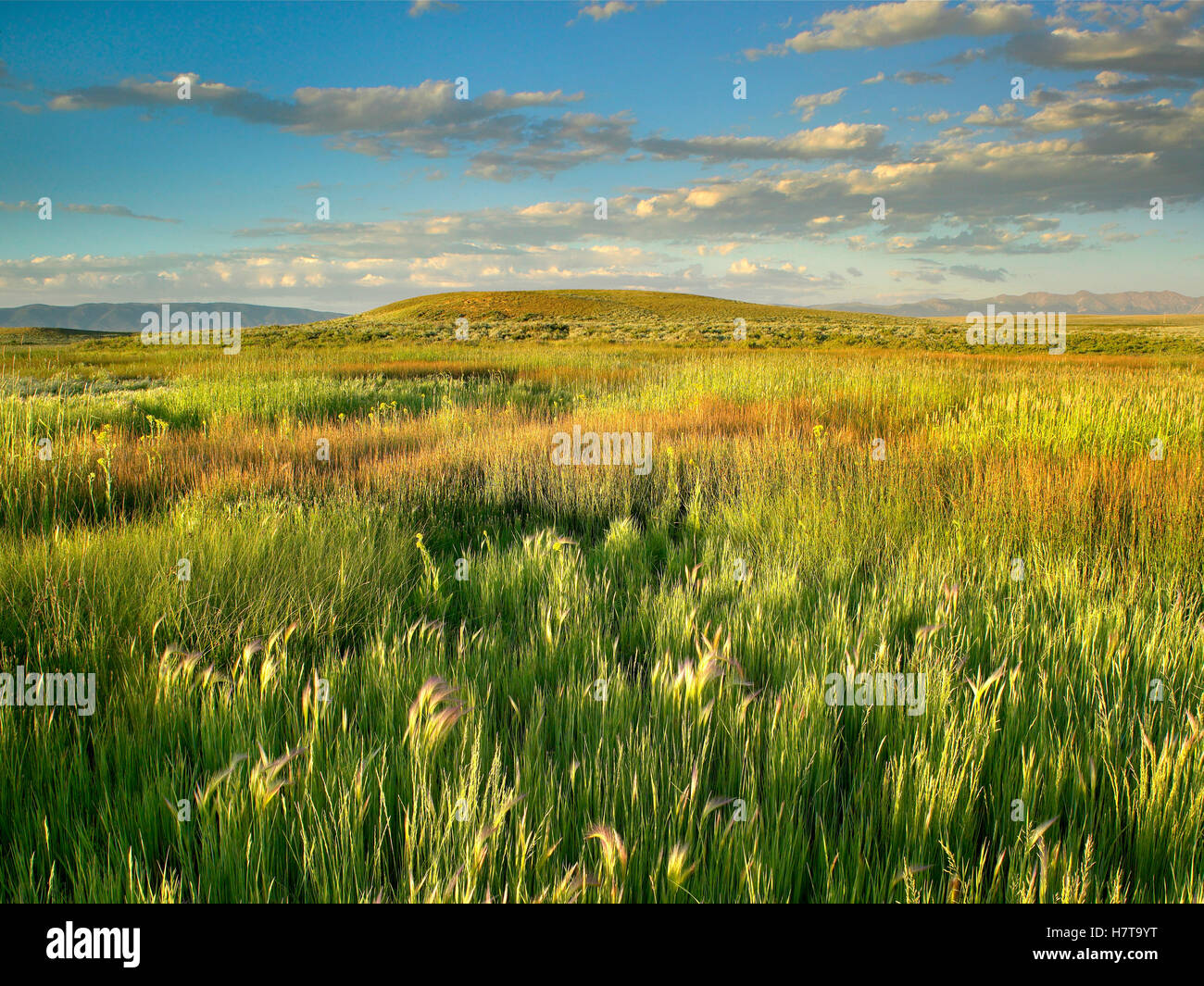 Grasslands, Arapaho National Wildlife Refuge, Colorado Stock Photo Alamy