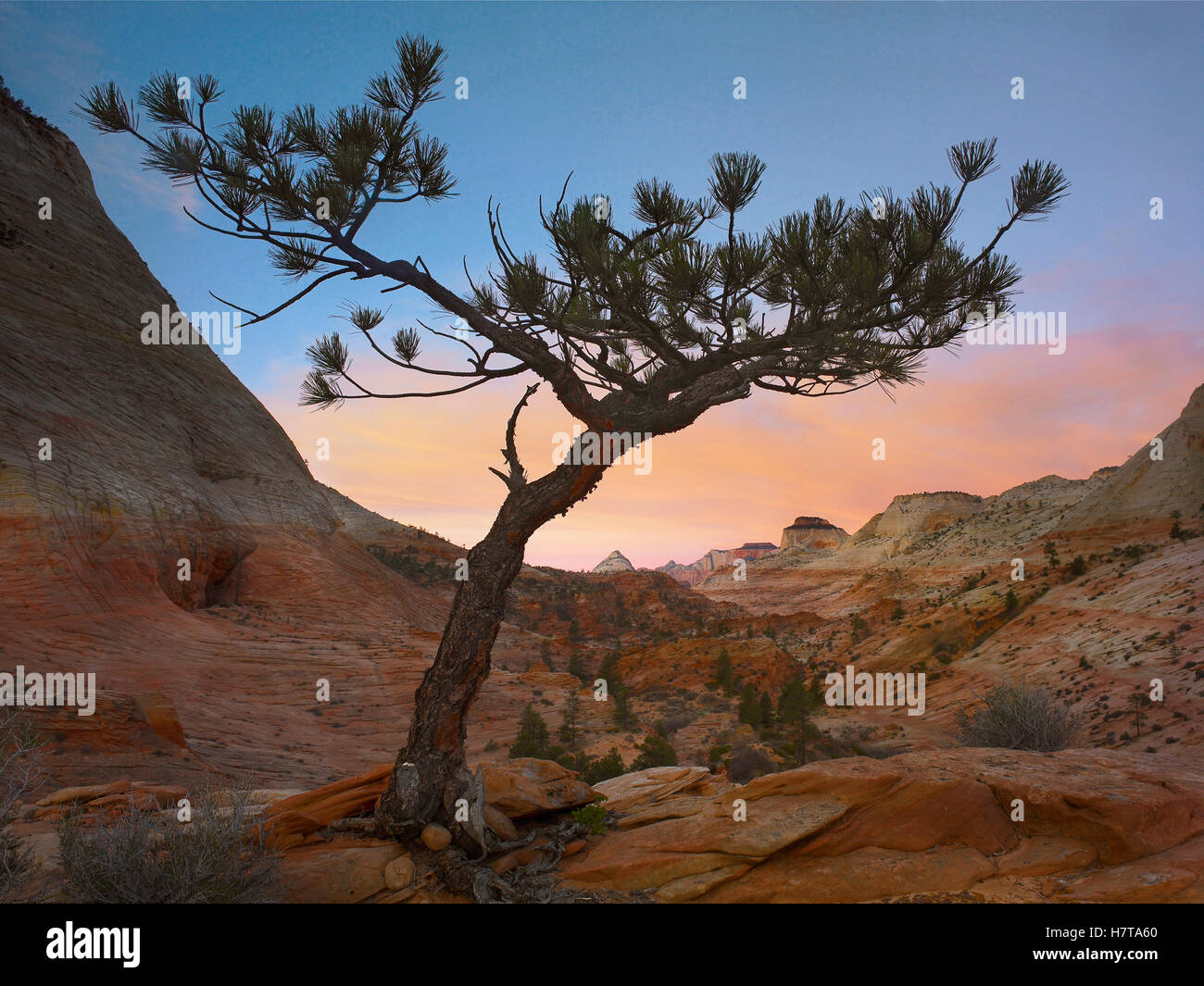 Lone pine tree with East and West Temples in the background, Zion
