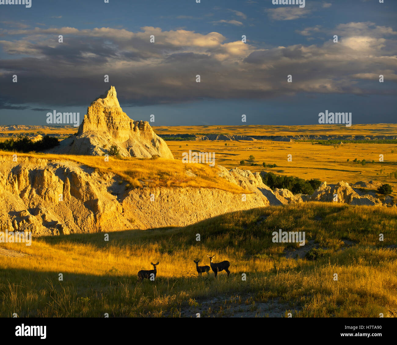 Mule Deer (Odocoileus hemionus) trio in the grasslands of Badlands