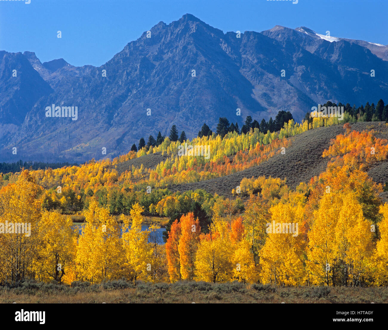 Quaking Quaking Aspen (Populus tremuloides) forest in autumn and Ranger Peak ...