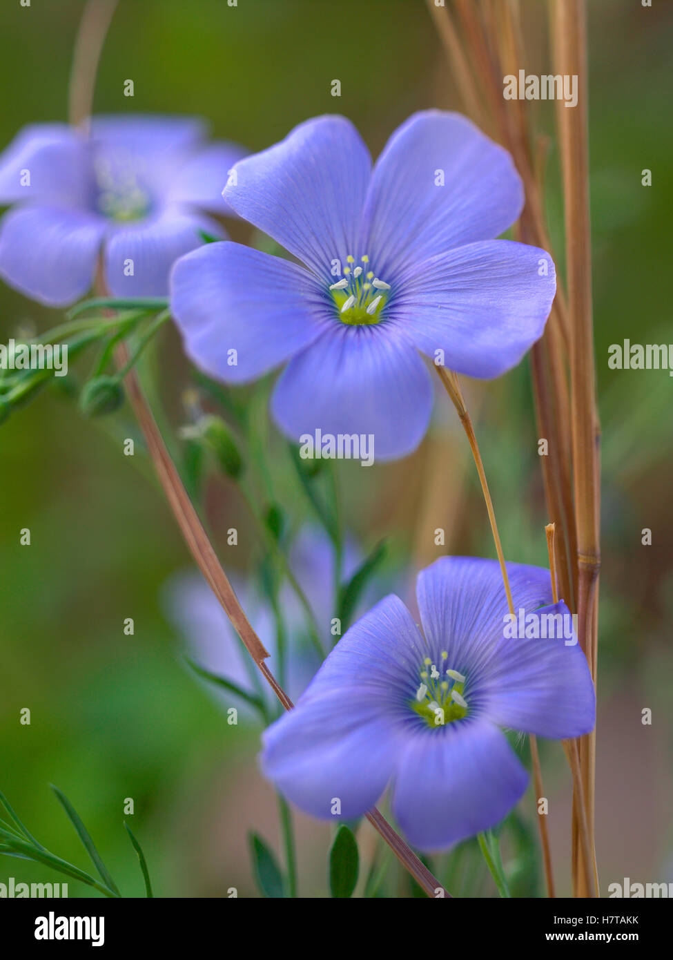 Blue Flax (Linum perenne) flowers, North America Stock Photo Alamy