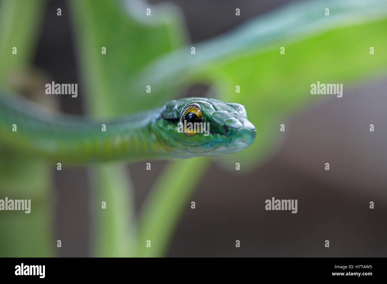 Parrot Snake (Leptophis ahaetulla) head, Costa Rica Stock Photo - Alamy