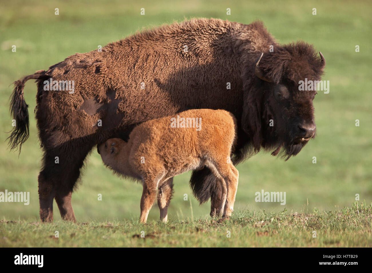 American Bison (Bison bison) cow and nursing calf, North America Stock ...