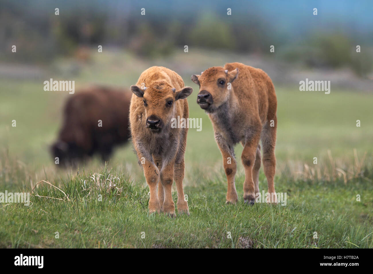 American Bison (Bison bison) pair of calves, North America Stock Photo