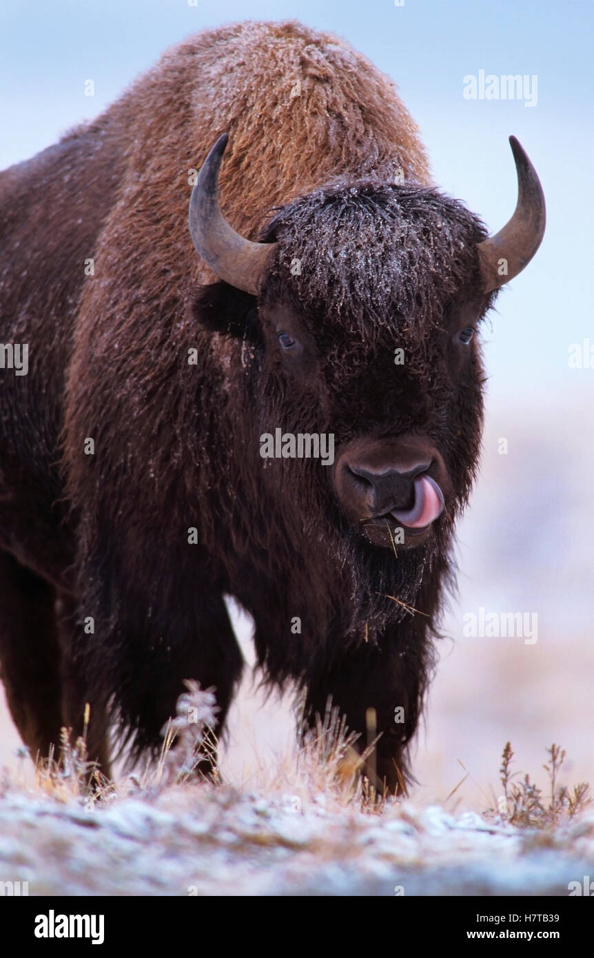American Bison (Bison bison) bull in a snowstorm, North America Stock ...