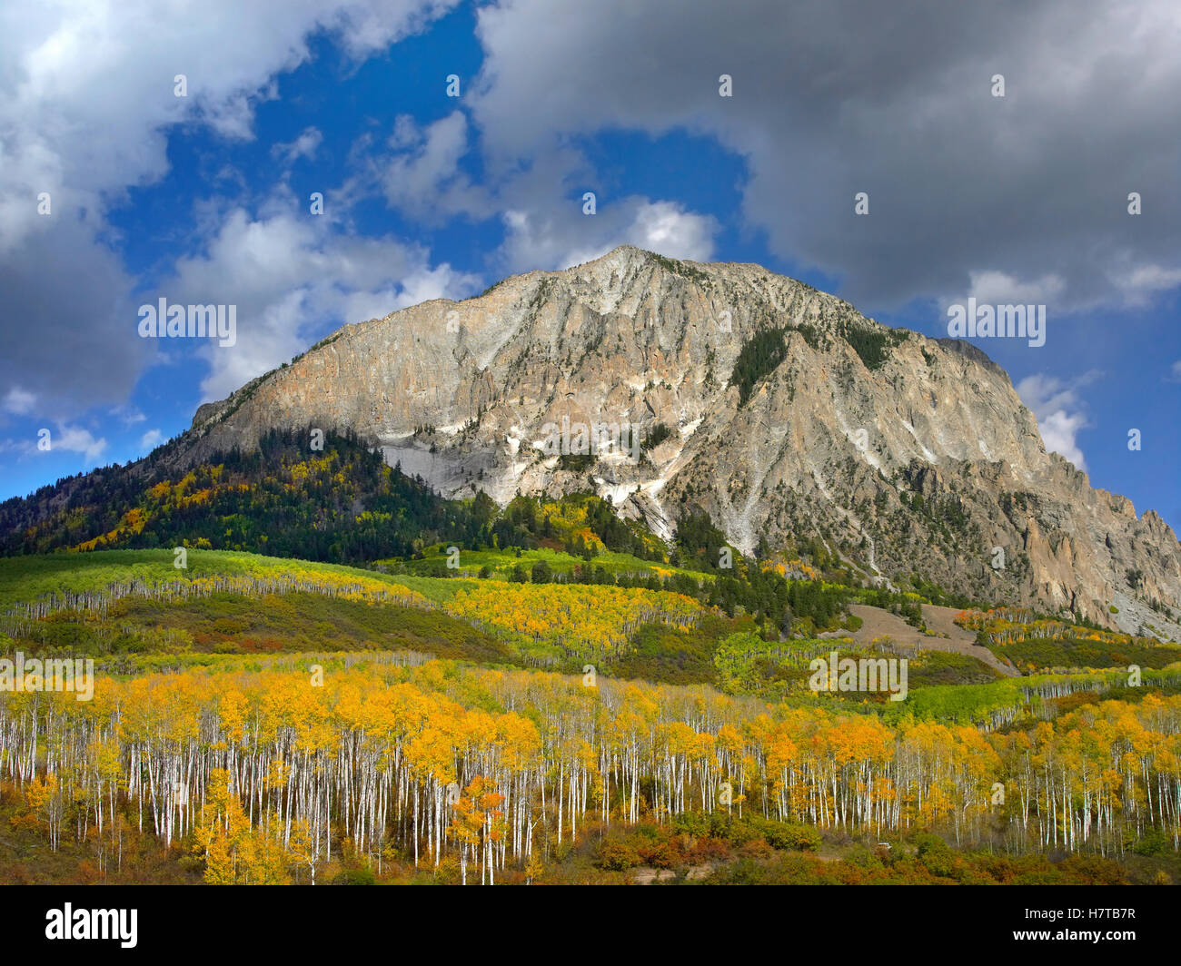 Marcellina Mountain and aspen forest in Raggeds Wilderness, Colorado Stock Photo