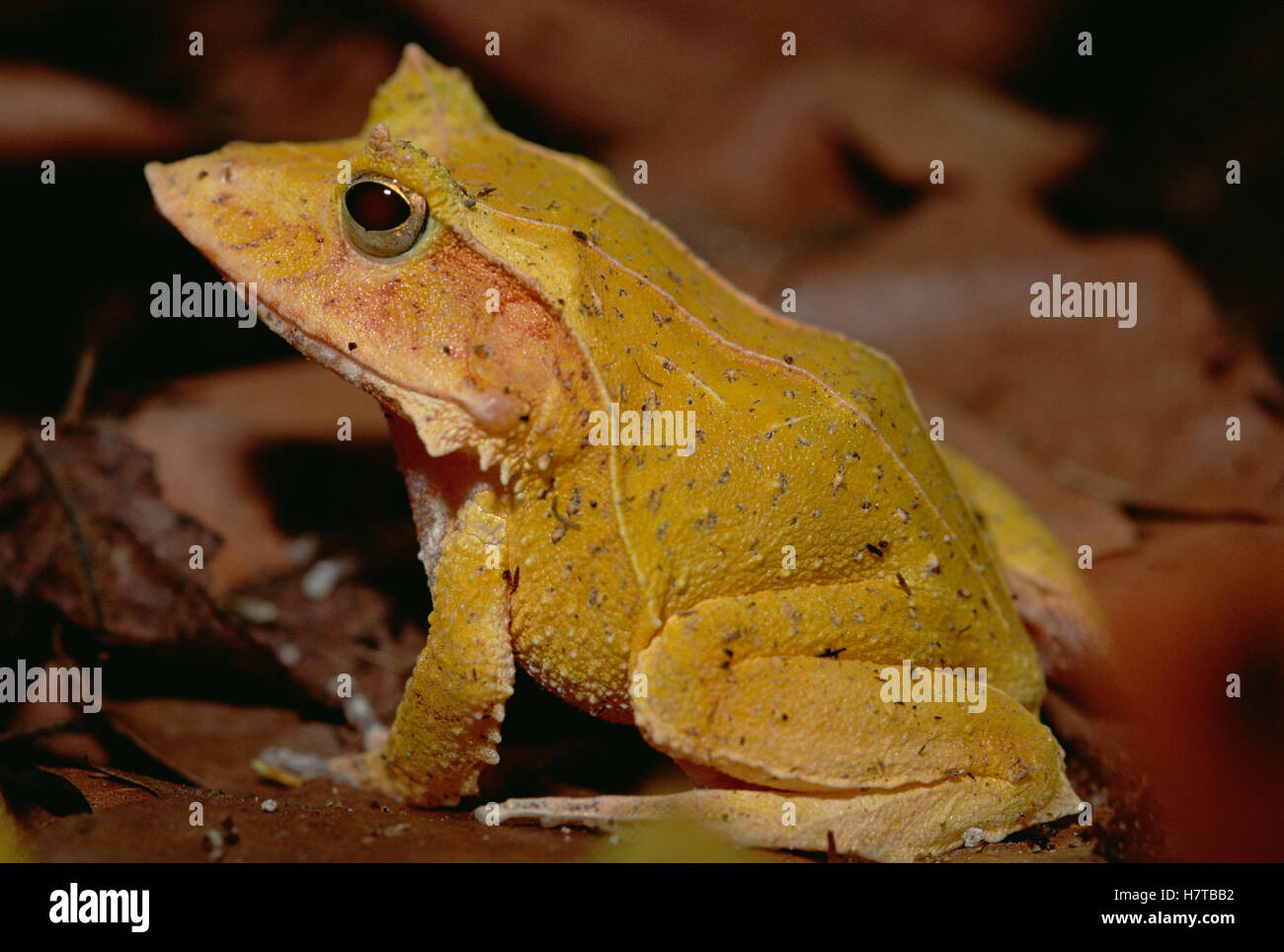 Solomon Island Leaf Frog (Ceratobatrachus guentheri), Woodland Park Zoo ...