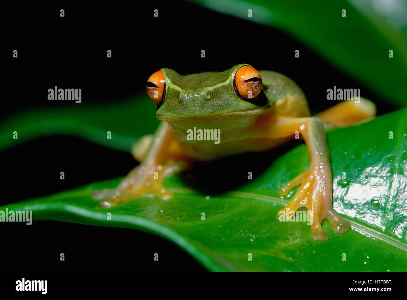 Australasian Tree Frog (Litoria sp) on leaf, Kikori River Delta, Papua ...