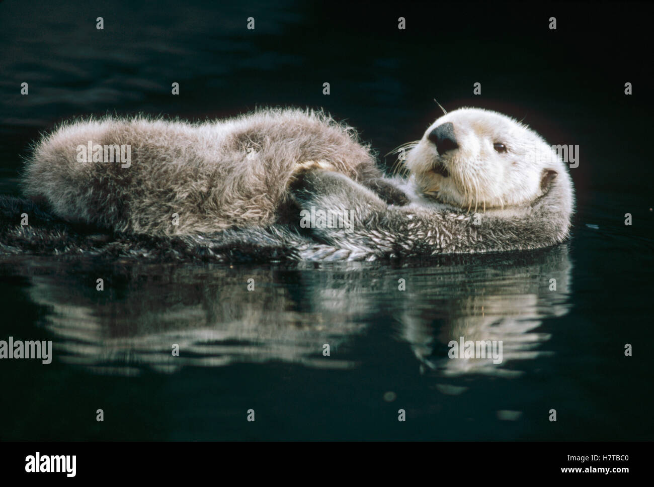 Sea Otter (Enhydra lutris) mother with baby, Point Defiance Zoo, Tacoma